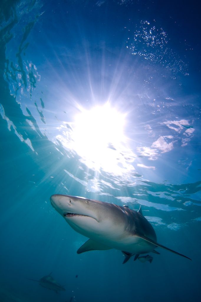 Lemon shark Negaprion brevirostris