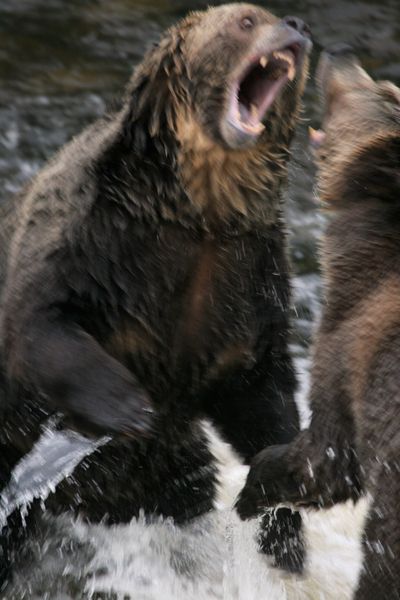 Grizzly bear Ursus arctos horribilis