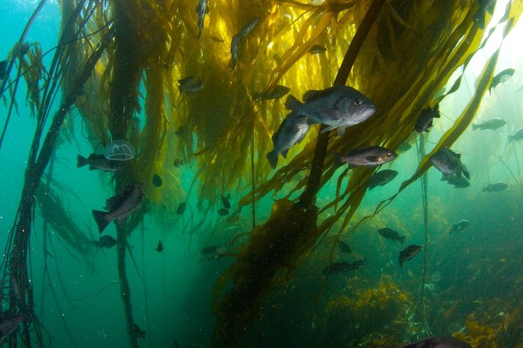 Bull Kelp Bass fish Port Hardy Browning Pass