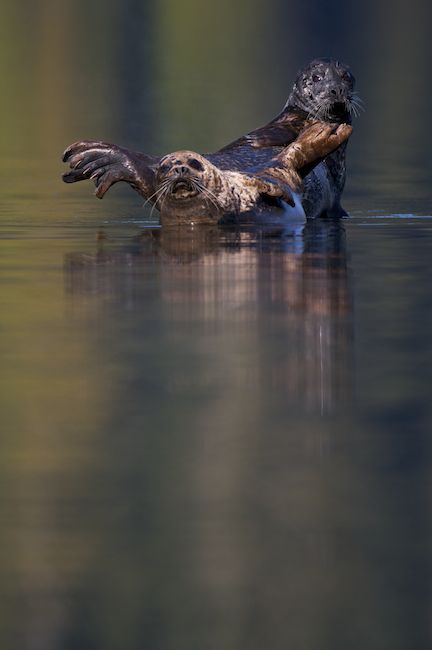 Harbour Seals Phoca vitulina