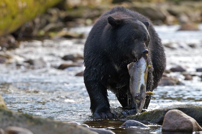Black Bear-Ursus americanus