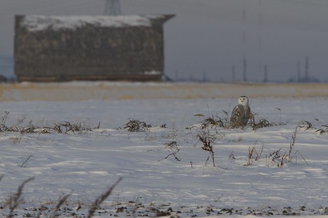 Saskatchewan, Canada Wildlife