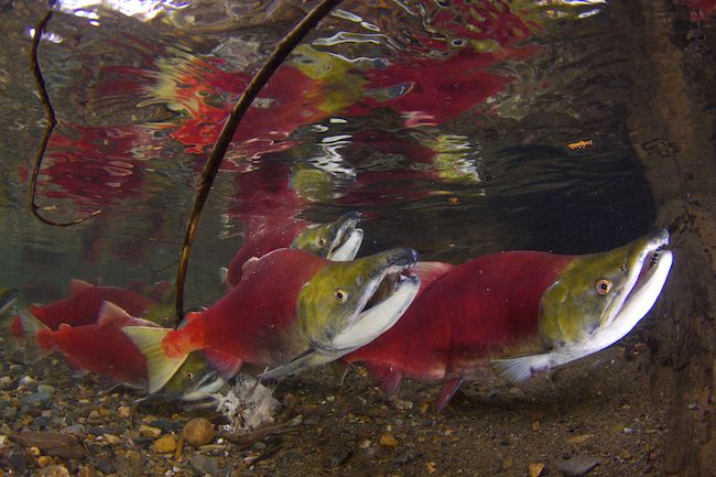 Sockeye Salmon (Oncorhynchus nerka)