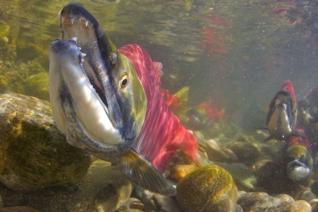 Sockeye Salmon (Oncorhynchus nerka)