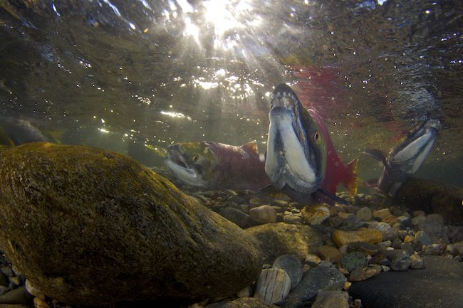 Sockeye Salmon (Oncorhynchus nerka)