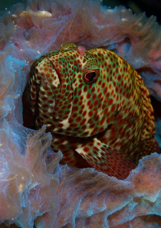 Mintz_Todd_Underwater_04