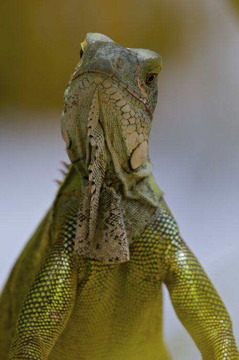 Bonaire Dutch Caribbean
