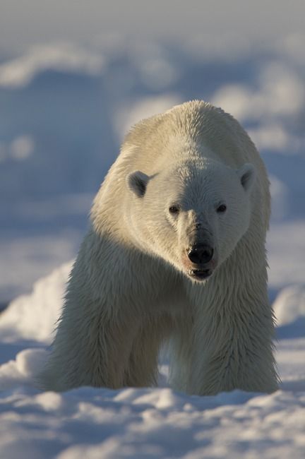 Arctic