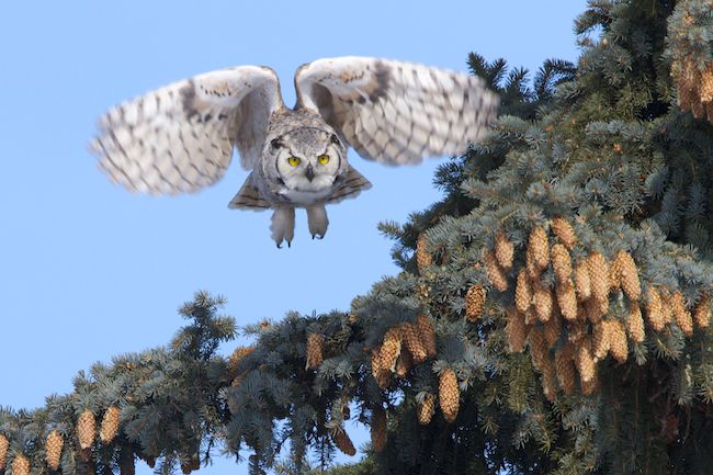 Great Horned Owl – Bubo virginianus