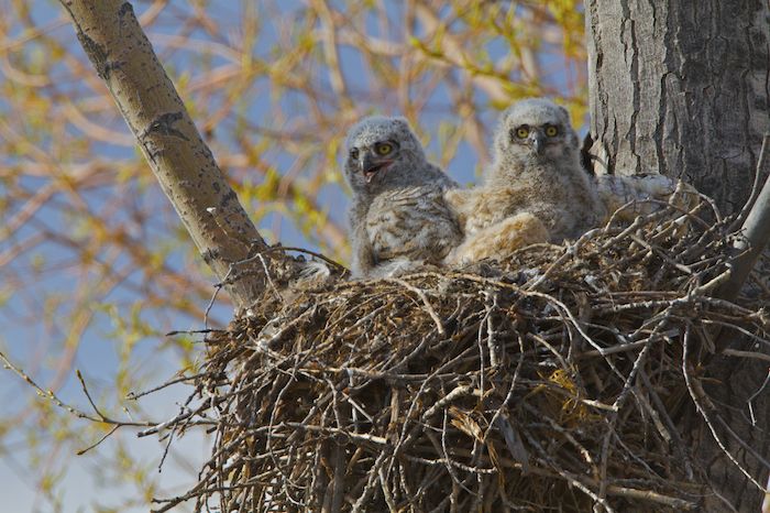 Great Horned Owl – Bubo virginianus