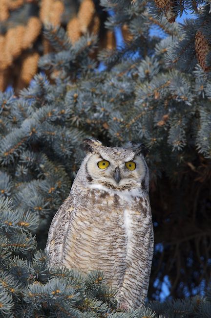 Great Horned Owl – Bubo virginianus