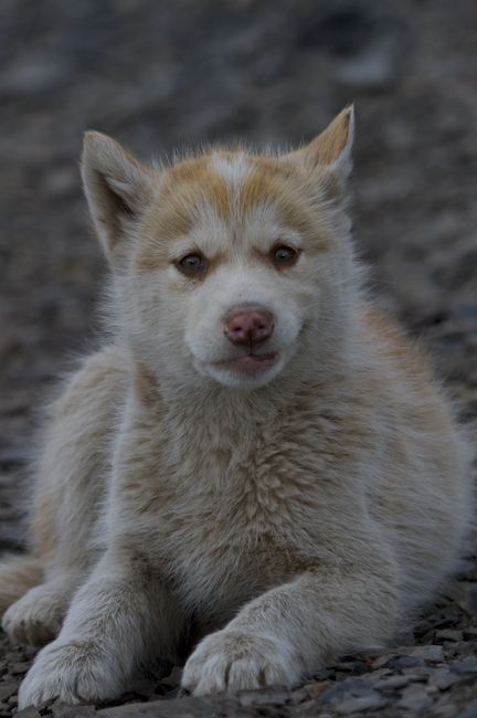 Arctic Bay, Nunavut, Canada
