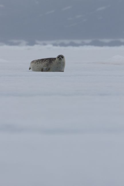 Arctic Bay, Nunavut, Canada