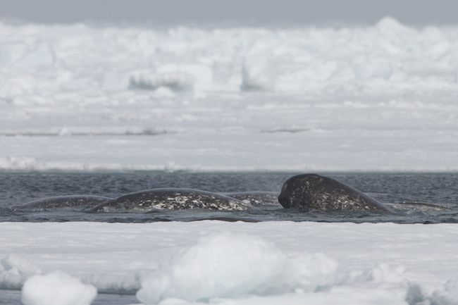 Arctic Bay, Nunavut, Canada