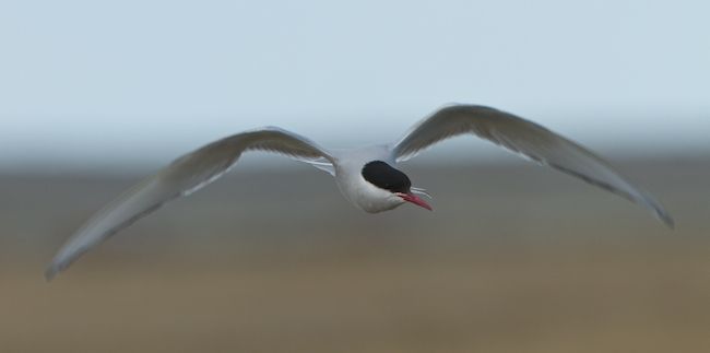 Igloolik, Nunavut