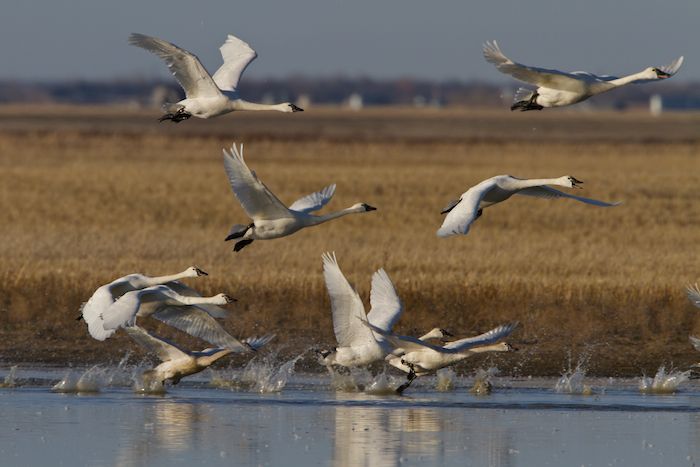 Snow Geese (Chen caerulescens)