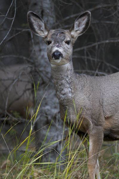 Antelope, Deer, Elk and Moose