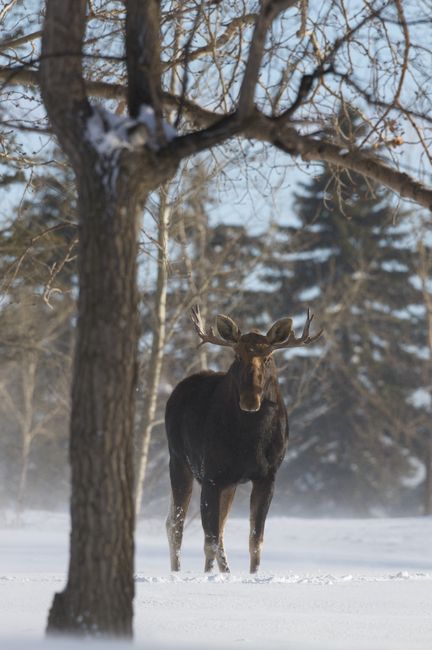 Antelope, Deer, Elk and Moose