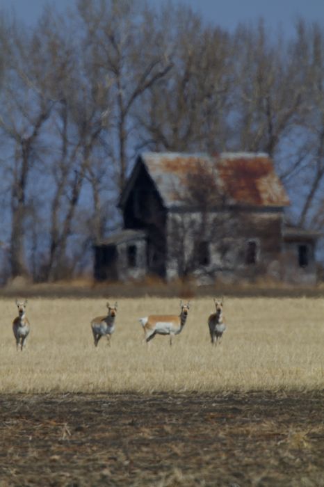 Antelope, Deer, Elk and Moose